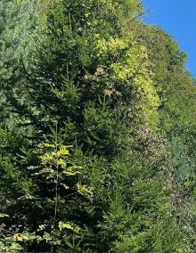 Gärtnern dringend vonnöten: Gewöhnliche Waldrebe überwuchert Büsche. Bäume... am ganzen Weg zum Klettergarten 