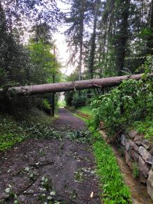 Baum auf Duxgasse gefallen