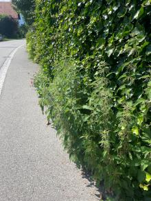 Brennessel ragt in Fussgängerweg