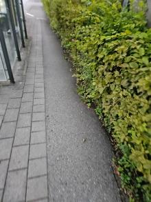 Radweg durch Hecke erschwert passierbar