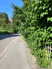 Rückschnitt Hecke